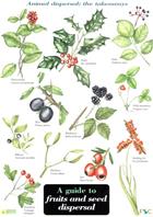 A guide to fruits and seed dispersal (Identification Chart)