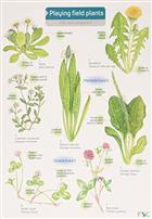 Playing Field Plants (Identification guide)