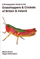 A Photographic Guide to the Grasshoppers & Crickets of Britain & Ireland