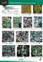 Urban lichens 1 (on trees and wood) (Identification Chart)