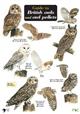 Guide to British Owls and owl pellets  (Identification Chart)