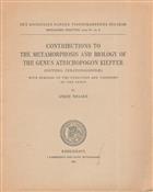 Contributions to the Metamorphosis and Biology of the Genus Atrichopogon Kieffer (Diptera, Ceratopogonidae)