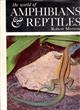 The World of Amphibians & Reptiles