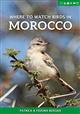 Where to Watch Birds in Morocco