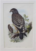 Spotted Eagle (Aquila naevia) juvenile Birds of Great Britain. Vol. 1
