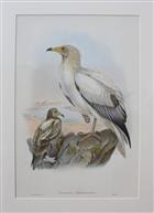Egyptian Eagle (Neophron percnopterus) Birds of Great Britain. Vol. 1
