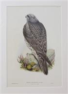Iceland Falcon Young (Falco Islandus) Birds of Great Britain. Vol. 1