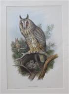 Otus vulgaris Birds of Great Britain. Vol. 1