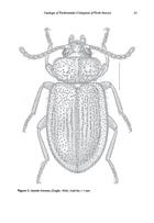 Catalogue of Tenebrionidae (Coleoptera) of North America