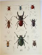 Descriptions of some Nondescript Insects from Assam, chiefly collected by William Griffith, Esq., F.L.S., Assistant‐Surgeon in the Madras Medical Service, and attached to the late Scientific Mission to Assam