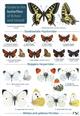 A Guide to the Butterflies of Britain (Identification Chart)
