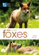 RSPB Spotlight Foxes