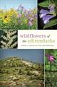 Wildflowers of the Adirondacks