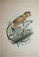 Primates - Five plates