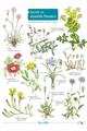 Guide to Seaside Flowers (Identification Chart)
