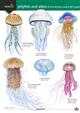 Jellyfish and Allies of the British and Irish Coast (Identification Chart)