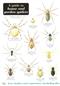 House and Garden Spiders (Identification Chart)