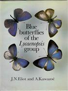 Blue Butterflies of the Lycaenopsis group