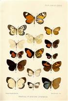 On some new and little-known Butterflies of the family Lycaenidae from the African, Australian, and Oriental Regions [and] On some New and Little-known Hesperiidae from Tropical West Africa [and] Descriptions of new Lycaenidae and Hesperiidae from Tropica