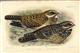 On a Collection of Birds made by Mr. Willoughby P. Lowe on the West Coast of Africa and outlying Islands; with Field-notes by the Collector