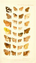 New and Unrecorded Species of Lepidoptera Heterocera from Japan