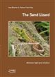 The Sand Lizard: Between light and shadow