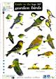 Top 50 Garden Birds (Identification Chart)