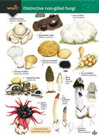 Distinctive non-gilled fungi (Identification Chart)