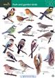Park and garden birds (Identification Chart)