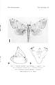 A New Species of Andriasa (Lepidoptera: Sphingidae) from Zambia