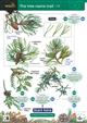 The Tree Name Trail A key to common trees (Identification Chart)