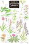Guide to Grassland Plants 2  (chalk and limestone) (Identification Chart)