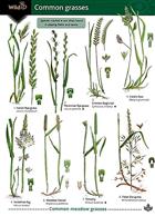 Guide to common grasses 