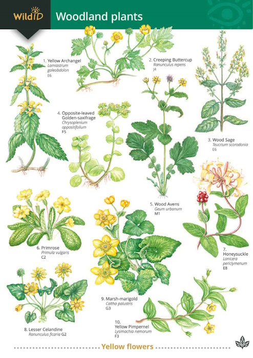 Gulliver, R.; Gulliver, M.; Roberts, C. - Guide to Woodland Plants  (Identification Chart)