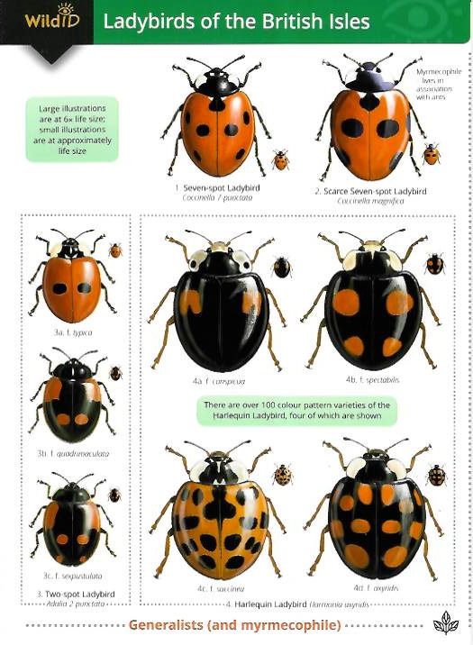 Majerus, M.; Roy, H.; Brown, P.; Poland, R. - Ladybirds of the British Isles (Identification Chart)