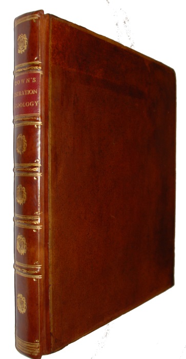 Brown, Peter - New Illustrations of Zoology; containing fifty coloured plates of new, curious and non-descript Birds, with a few Quadrupeds, Reptiles and Insects...