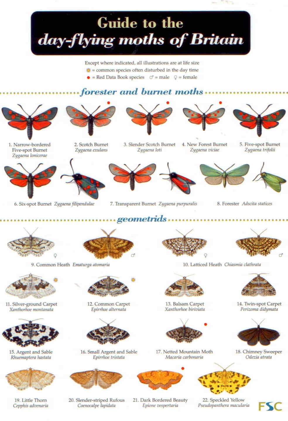 Lewington, R. - A Guide to the Day-flying Moths of Britain (Identification Chart)