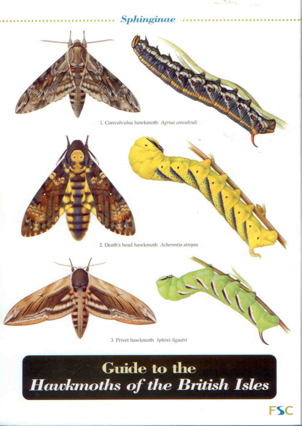 Bebbington, J.; Lewington, R. (Illustrator) - Guide to the Hawkmoths of the British Isles (Identification Chart)