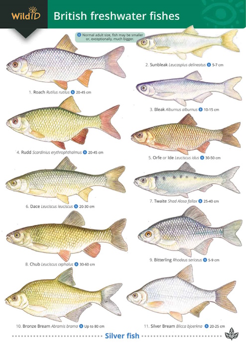 Croft, P.; Roberts, C. (Illus) - Guide to British freshwater Fishes (Identification Chart)