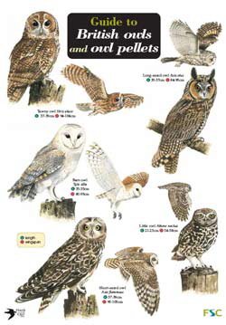 Thomas; Shields - Guide to British Owls and owl pellets  (Identification Chart)