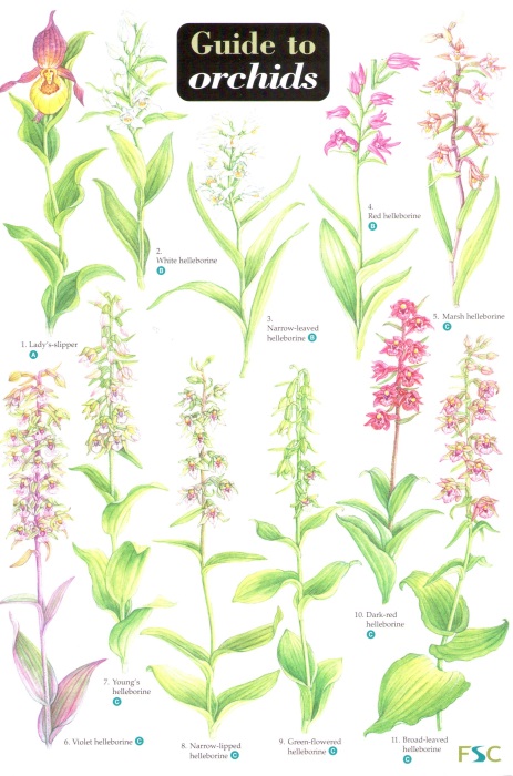Gulliver, ; Gulliver, - Guide to Orchids (Identification Chart)
