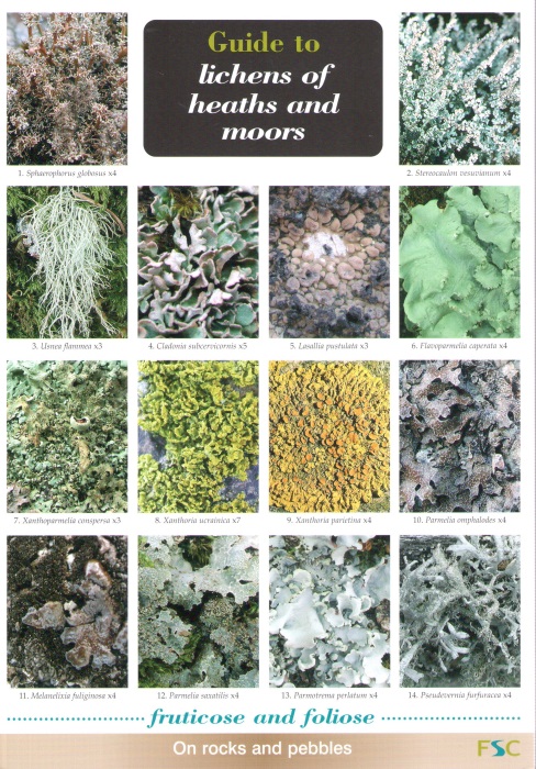 Dobson, F.S. - Guide to Lichens of heaths and moors (CHART) (Identification Chart)