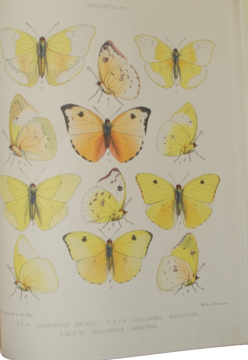 Butler, A.G. - Monograph of the genus Callidryas