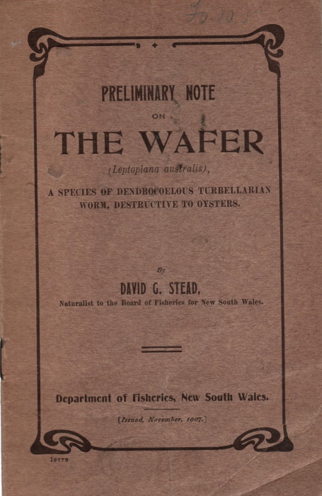 Stead, D.G. - Preliminary note on The Wafer (Leptoplana australis); A species of Dendrocoelus turbellarian worm, destructive to oysters