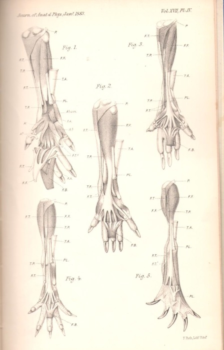 Dobson, G.E. - On the Homologies of the long Flexor Muscles of the Feet of Mammalia, with remarks on the Value of their Leading modifications in Classification