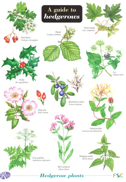 Crane, D. - A Guide to hedgerows (Identification Chart)