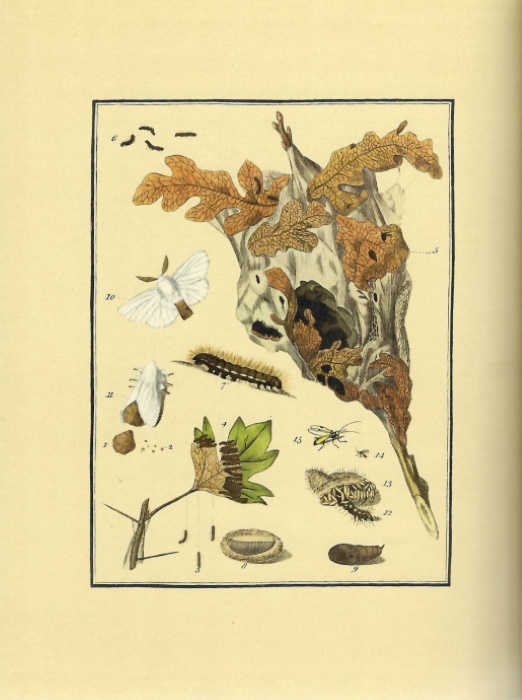 Curtis, W. - A Short History of the Brown-Tail Moth [1782]