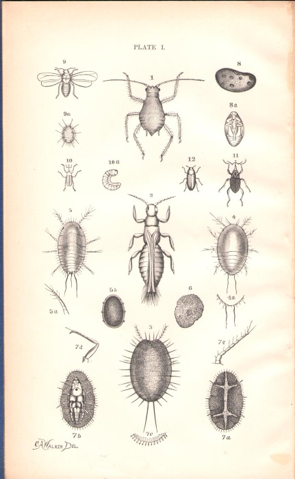 Packard, A.S. - Injurious Insects, New and Little Known
