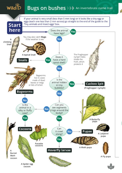 Bebbington, A. & J. - Bugs on Bushes (Identification Chart) An invertebrate name trail