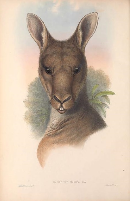 Gould, John - Mammals of Australia. Vol. II (Kangaroos & Wallabies)